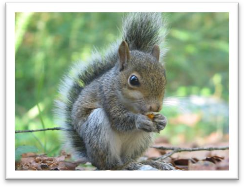 D:
ce3 ppt图片库squirrel.jpg