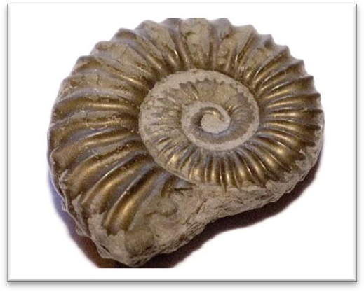 http://www.seatown.ukfossils.co.uk/fossil-photos/DSCF6060.JPG